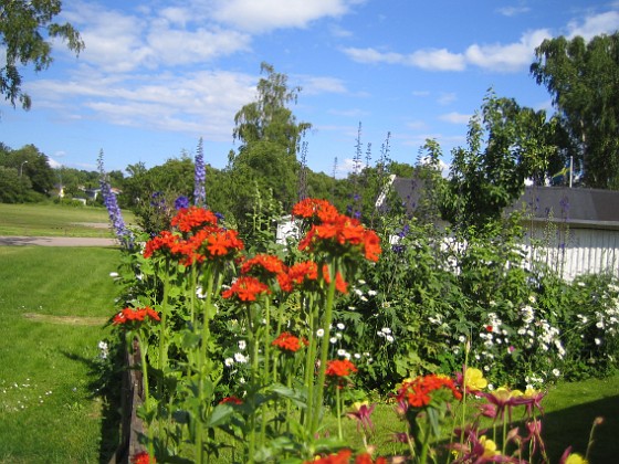 Studentnejlika  
  
2011-06-24 IMG_0003  
Granudden  
Färjestaden  
Öland