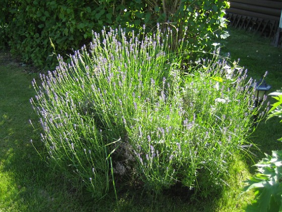 Lavendel 
