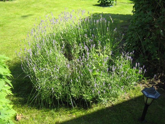 Lavendel 
