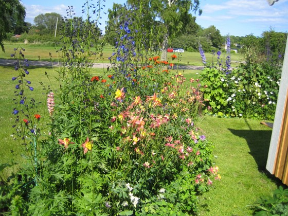 Akleja  
  
2011-06-24 IMG_0034  
Granudden  
Färjestaden  
Öland