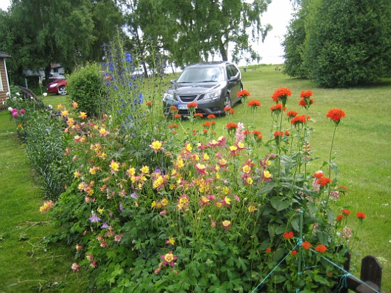 Akleja  
  
2011-06-24 IMG_0069  
Granudden  
Färjestaden  
Öland