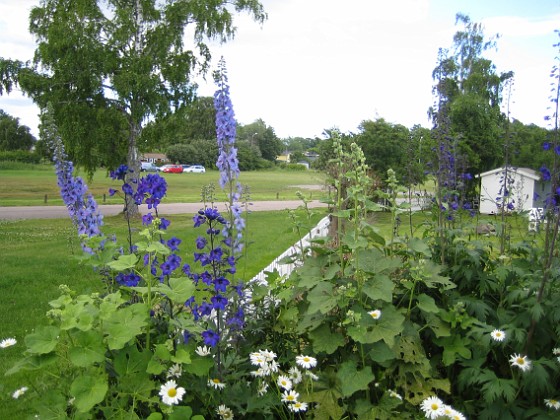 Riddarsporre  
  
2011-06-24 IMG_0070  
Granudden  
Färjestaden  
Öland