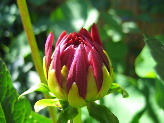 Dahlia  
  
2011-06-27 IMG_0005  
Granudden  
Färjestaden  
Öland