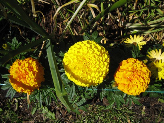 Tagetes  
  
2011-06-27 IMG_0037  
Granudden  
Färjestaden  
Öland