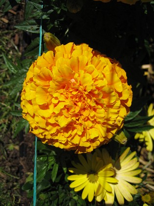 Tagetes