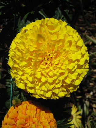 Tagetes 
