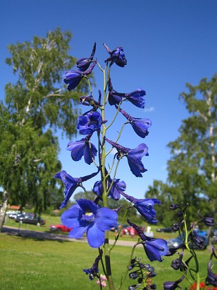 Riddarsporre  
  
2011-06-27 IMG_0077  
Granudden  
Färjestaden  
Öland