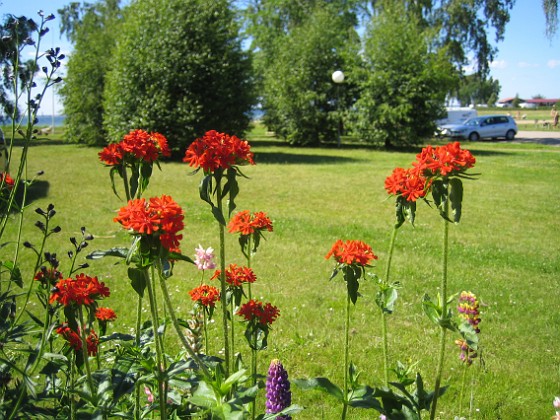 Studentnejlika  
  
2011-06-27 IMG_0081  
Granudden  
Färjestaden  
Öland