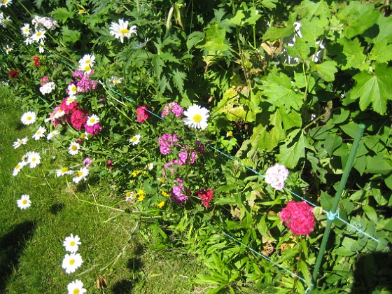   
2011-06-27 IMG_0102  
Granudden  
Färjestaden  
Öland