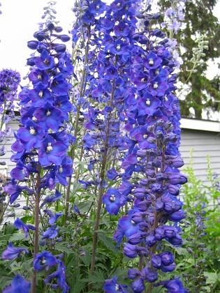 Riddarsporre 
Jag får aldrig nog av blå blommor!