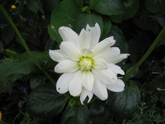 Dahlia { Jag hade inte räknat med Dahlior förrän i Augusti, men de har börjat komma nu redan i början av Juli. } 