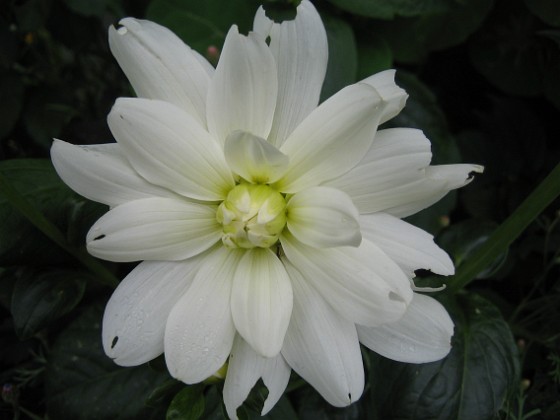 Dahlia