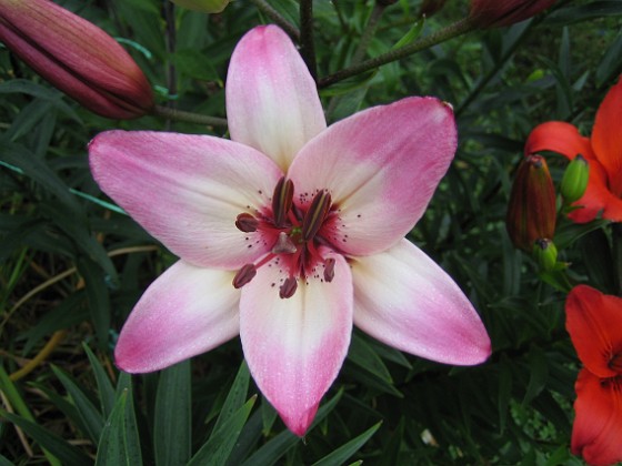 Lilja  
Liljorna är mina vackraste juliblommor. Den här varianten är jättefin.  
2011-07-04 IMG_0022  
Granudden  
Färjestaden  
Öland