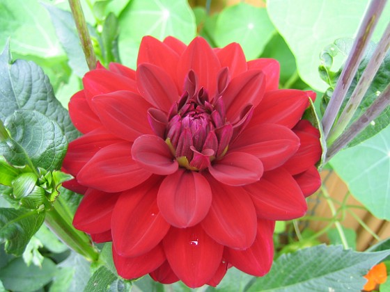 Dahlia 
