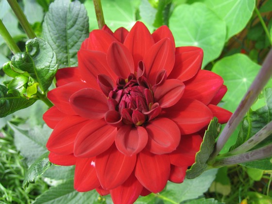 Dahlia