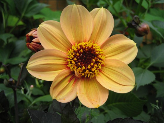 Dahlia 
