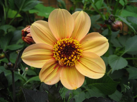 Dahlia