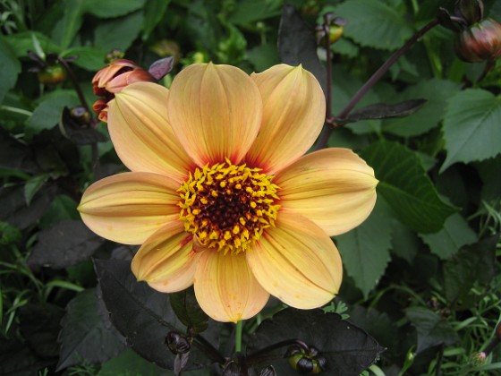 Dahlia 
