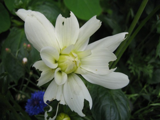 Dahlia  
  
2011-07-04 IMG_0128  
Granudden  
Färjestaden  
Öland