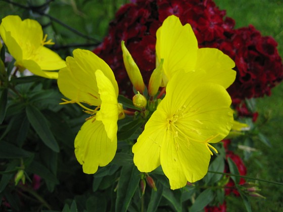 Nattljus 
Oenothera Fruticosa heter den på Latin, Gullnattljus.