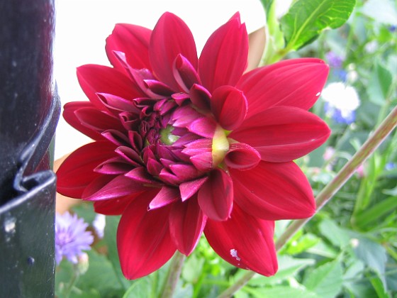 Dahlia 
