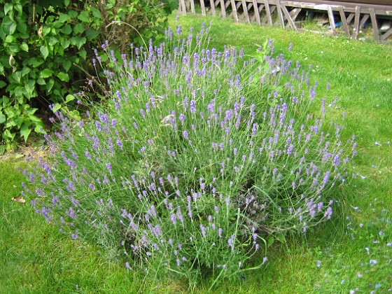 Lavendel { Denna buske doftar gott. } 