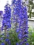 Riddarsporre  
Jag får aldrig nog av blå blommor!  
2011-07-04 IMG_0005