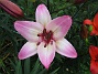 Liljorna är mina vackraste juliblommor. Den här varianten är jättefin. (2011-07-04 IMG_0022)