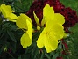 Oenothera Fruticosa heter den på Latin, Gullnattljus. (2011-07-04 IMG_0145)
