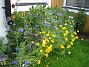 Här har jag satt en massa fröväxter ihop med Dahlior. Nästa år låter jag nog bli... Visst är Sömntutorna vackra, men det blir för mycket! (2011-07-04 IMG_0149)