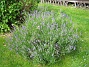 Lavendel  
Denna buske doftar gott.  
2011-07-04 IMG_0169