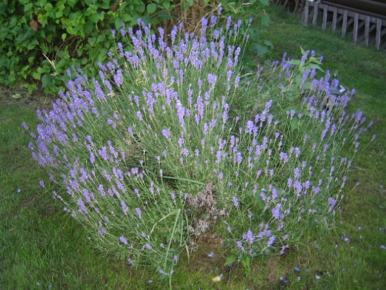 Lavendel {  } 