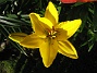 Gul Lilja i flödande solsken. (2011-07-05 IMG_0006)