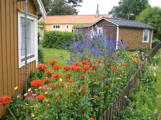 Studentnejlika { Studentnejlikor är väldigt röda. } 