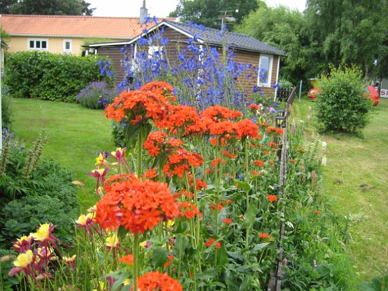 Studentnejlika  
Röd färg i förgrunden och blå färg i bakgrunden. En vacker färgkombination.  
2011-07-07 IMG_0012  
Granudden  
Färjestaden  
Öland