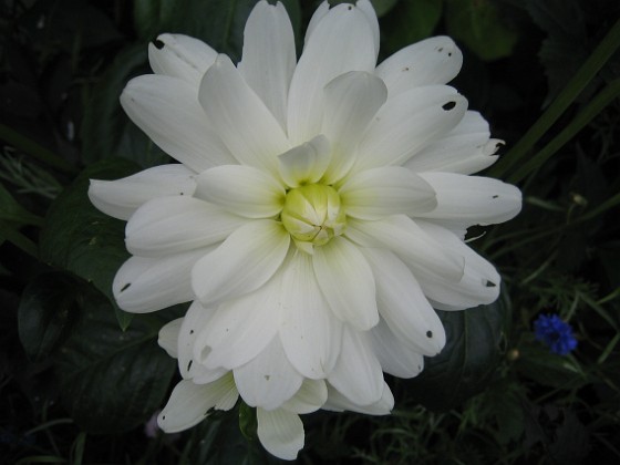 Dahlia { Den här Dahlian har redan slagit ut och min Mor menar att det är ovanligt med vita Dahlior.j } 