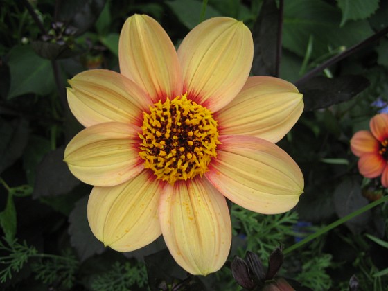 Dahlia { Så här blir den efter ett par dagar. Färgen bleks eller vad man nu skall kalla det. } 