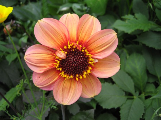 Dahlia { Det gör att det finns alla färgnyanser att välja på. } 