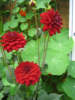 Dahlia { Den är är mörkt röd. } 