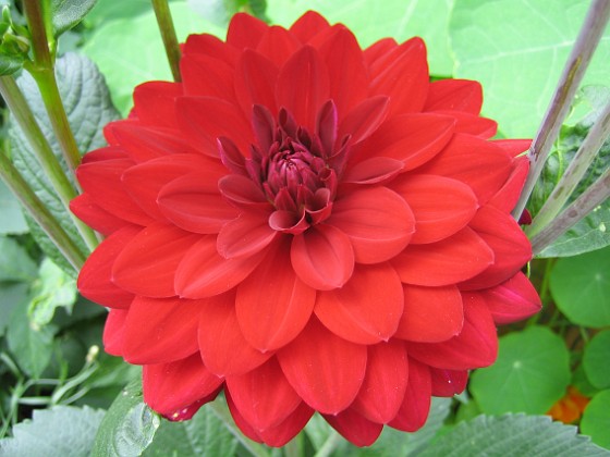 Dahlia { Den röda färgen ser en aning ljusare ut på bilden än var den är i verkligheten. } 