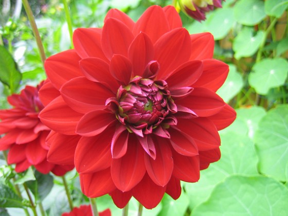 Dahlia