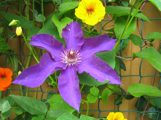 Klematis { Jag har haft lite tunnsått med blommor på mina Klematis tidigare, men i år har jag fått massvis med blommor! } 