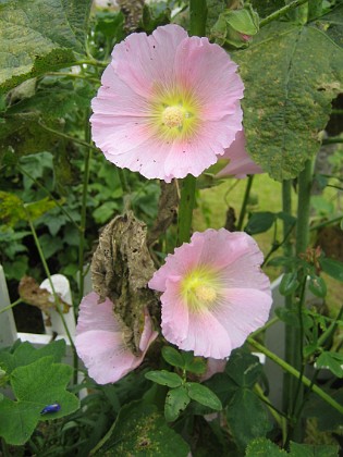 Stockros { Enkla och fleråriga Stockrosor finns i olika varianter. Det är svårt att få en bra bild av hur stora de här blommorna faktiskt är. } 