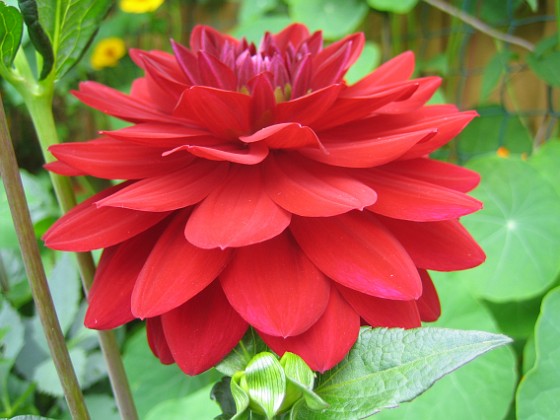 Dahlia 
