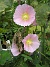 Stockros  
Enkla och fleråriga Stockrosor finns i olika varianter. Det är svårt att få en bra bild av hur stora de här blommorna faktiskt är.  
2011-07-07 IMG_0043