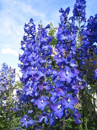 Riddarsporre { Blåa blommor mot blå himmel! } 