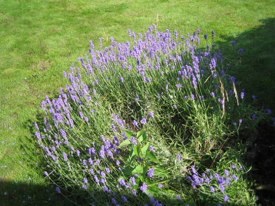 Lavendel 
