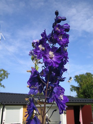 Riddarsporre 
Jag gillar verkligen att ha himlen som bakgrund.