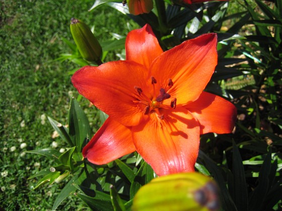 Liljor { Denna Lilja ser ut att vara glödande het i solskenet. } 