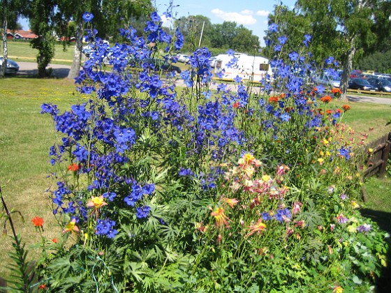 IMG_0014 
Även de blå blommorna ser ut att lysa, likt en neonskylt.